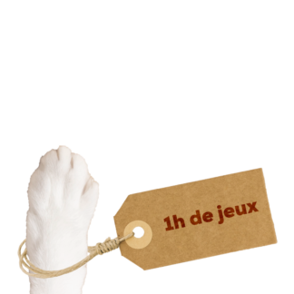 1 Heure de jeux pour chats