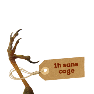 1 Heure sans cage pour oiseaux